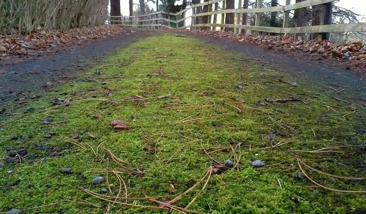 Rid of Moss on a Driveway